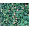Lantana Camara Irene Lantana