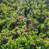 Rhododendron X Pink Ruffle Azalea
