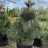 Pinus thunbergii Thunderhead Japanese Black Pine Pom Pom 6 ft. Height Ball and Burlap