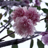 Prunus Kanzan (Kwanzan) Japanese Flowering Cherry Premium 7 gal. Container