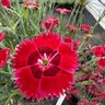 Dianthus X Star Fire Star Pinks