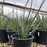 Hesperaloe parviflora Red Yucca 15 Count Flat