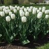 Tulipa Bulb Single Late Snow White Tulip