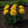 Tulipa Bulb Double Early Monte Carlo Tulip