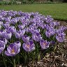 Crocus Bulb Vernus King of Striped Large Flowering Crocus