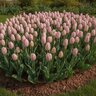 Tulipa Bulb Single Early Candy Prince Tulip