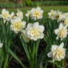 Narcissus Bulb Double Ice King Daffodil