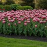 Tulipa Bulb Double Late Wirosa Tulip