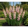 Gladiolus Bulb Mon Amour Sword Lily 12/14