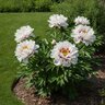 Paeonia Bulb Cora Louise Itoh Peony