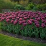 Tulipa Bulb Parrot Negrita Parrot Tulip