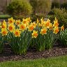 Narcissus Bulb Large Cup Fortissimo Daffodil