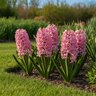 Hyacinthus Bulb Orientalis Pink Hyacinth