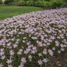 Ipheion Bulb Uniflorum Charlotte Bishop Starflower