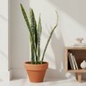 Sansevieria Trifasciata Laurentii Snake Plant
