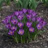 Crocus Bulb Species Tommasinianus Ruby Giant Crocus