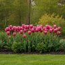 Tulipa Bulb Lily Flowered Claudia Tulip