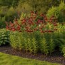Lilium Bulb Martagon Claude Shride Lily
