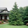 Chamaecyparis Obtusa Hinoki False Cypress 