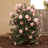 Camellia Japonica April Blush Camellia
