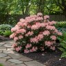 Rhododendron X Cannons Double Azalea
