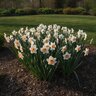Narcissus Bulb Large Cup Pink Charm Daffodil