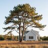 Pinus Rigida Pitch Pine