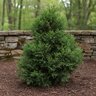 Chamaecyparis Obtusa Nana Hinoki Falsecypress