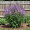 Baptisia X Purple Smoke False Indigo