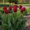 Tulipa Bulb Lily Flowered Lasting Love Tulip