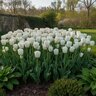 Tulipa Bulb Darwin Hybrid Hakuun Tulip 500 Count Crate