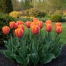 Tulipa Bulb Single Early Princess Irene Tulip