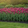 Tulipa Bulb Single Early Purple Prince Tulip