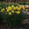Narcissus Bulb Miniature February Gold Rockgarden Daffodil