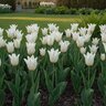 Tulipa Bulb Lily Flowered White Triumphator Tulip