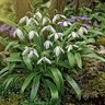Galanthus Bulb Woronowii Green Snowdrops
