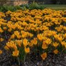 Crocus Bulb Flavus Yellow Mammouth Large Flowering Crocus