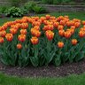 Tulipa Bulb Kaufmanniana Early Harvest Tulip