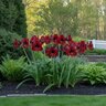 Hippeastrum Bulb Dutch Carmen Amaryllis
