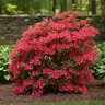 Rhododendron X Pride of Mobile Azalea