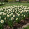 Narcissus Bulb Bunch Flowering Bridal Crown Daffodil