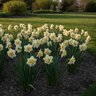 Narcissus Bulb Bunch Flowering Yellow Cheerfulness Daffodil