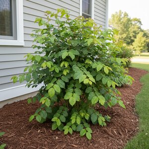 Rosa x Hybrid Tea Rose 3 gal. Container