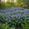 Mertensia Bulb Virginica Virginia Bluebell