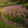 Allium Bulb Pink Lily Ostrowskianum Ornamental Onion