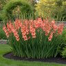Gladiolus Bulb Peter Pears Sword Lily 12/14
