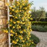 Gelsemium sempervirens Pride of Augusta Carolina Jessamine