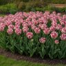 Tulipa Bulb Parrot Silver Parrot Tulip