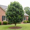 Ilex latifolia Auburn Lusterleaf Holly 8 ft. Height Ball and Burlap