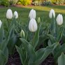 Tulipa Bulb Triumph Royal Virgin Tulip